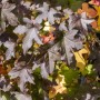 Feldahorn Acer Campestre mit dunklen Blättern im Herbstlaub.