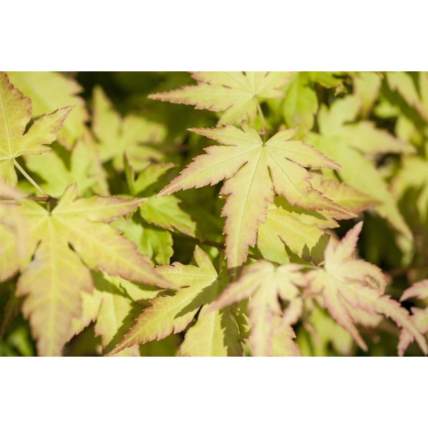 Acer Palmatum Katsura Japanischer Ahorn Orange-Gelb 40–60 cm günstig online kaufen