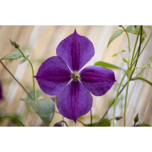 Nahaufnahme einer violetten Clematis Viticella Etoile Violette Waldrebe mit grünen Blättern.