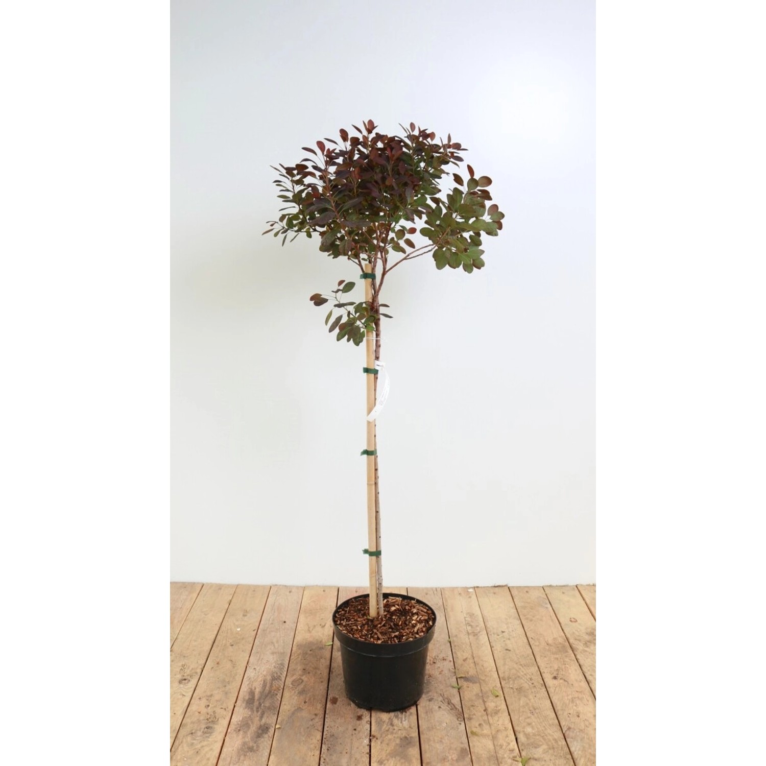 Cotinus Coggygria Royal Purple Perückenstrauch Purpurrot 80 cm Stammhöhe günstig online kaufen