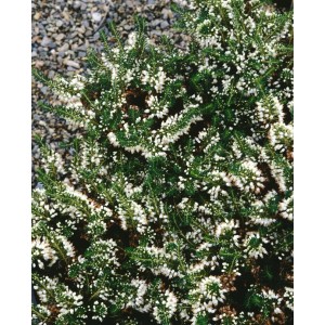 Detailaufnahme der cremeweißen Blüten der Erica Vagans Lyonesse Cornwall-Heide.