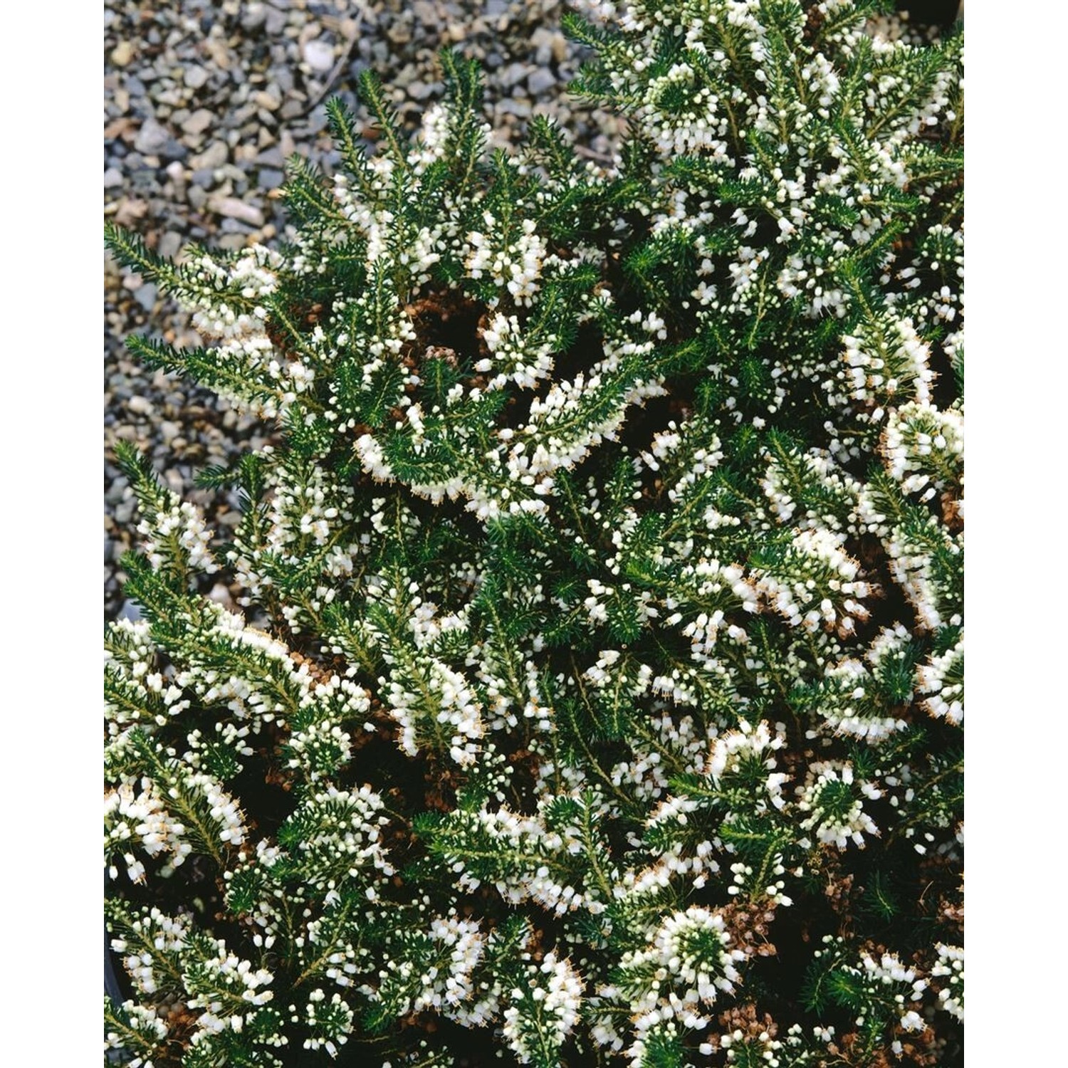 Erica Vagans Lyonesse Cornwall-Heide Cremeweiß Kompakt günstig online kaufen