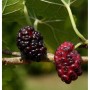 Nahaufnahme von schwarzen und roten Maulbeeren am Maulbeerbaum Wellington.