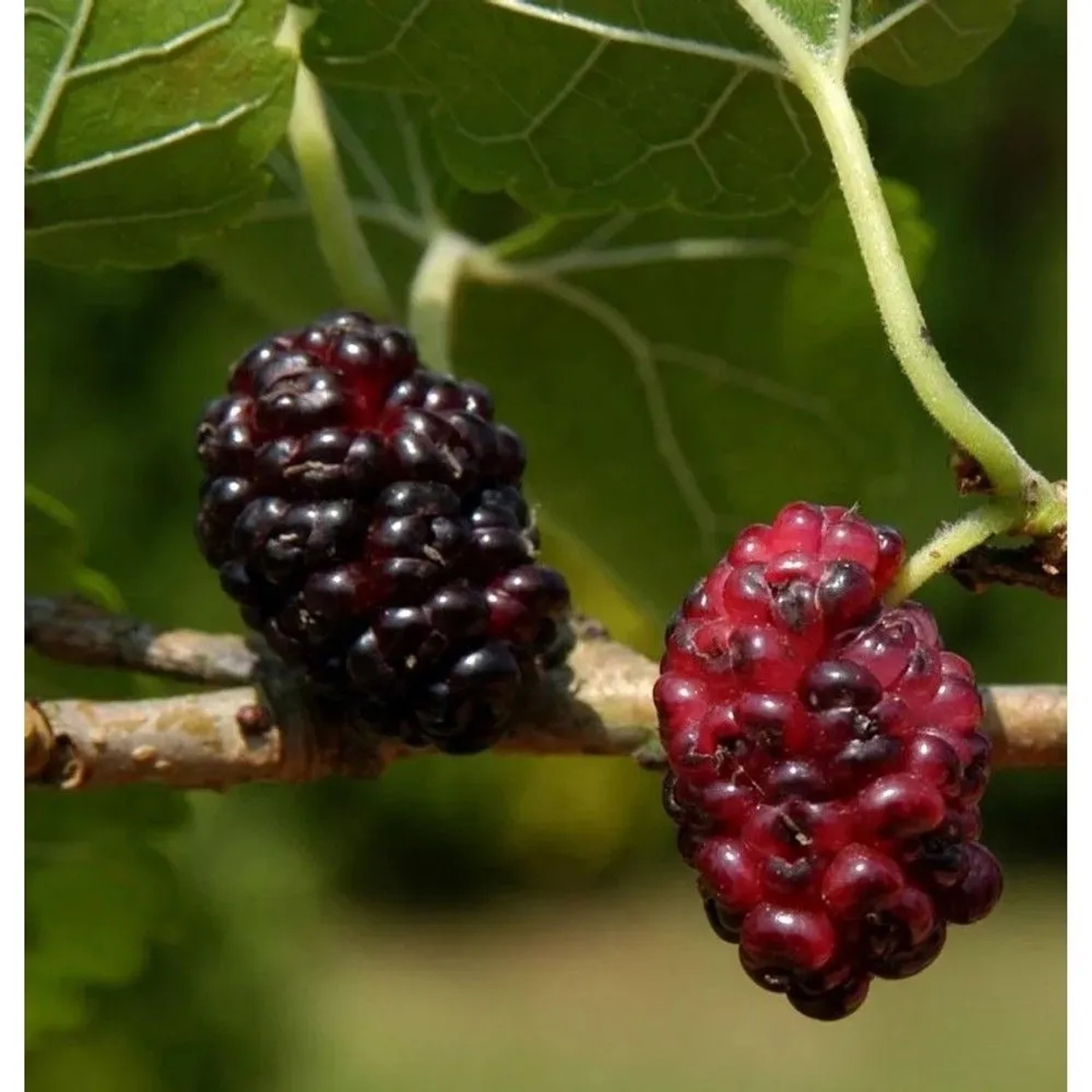 Nahaufnahme von schwarzen und roten Maulbeeren am Maulbeerbaum Wellington.
