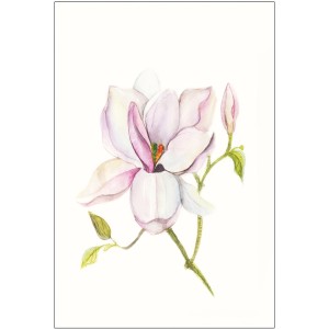 Komar Wandbild Magnolia Shine, 30x40 cm, Aquarell-Optik mit zarten rosa Blüten.