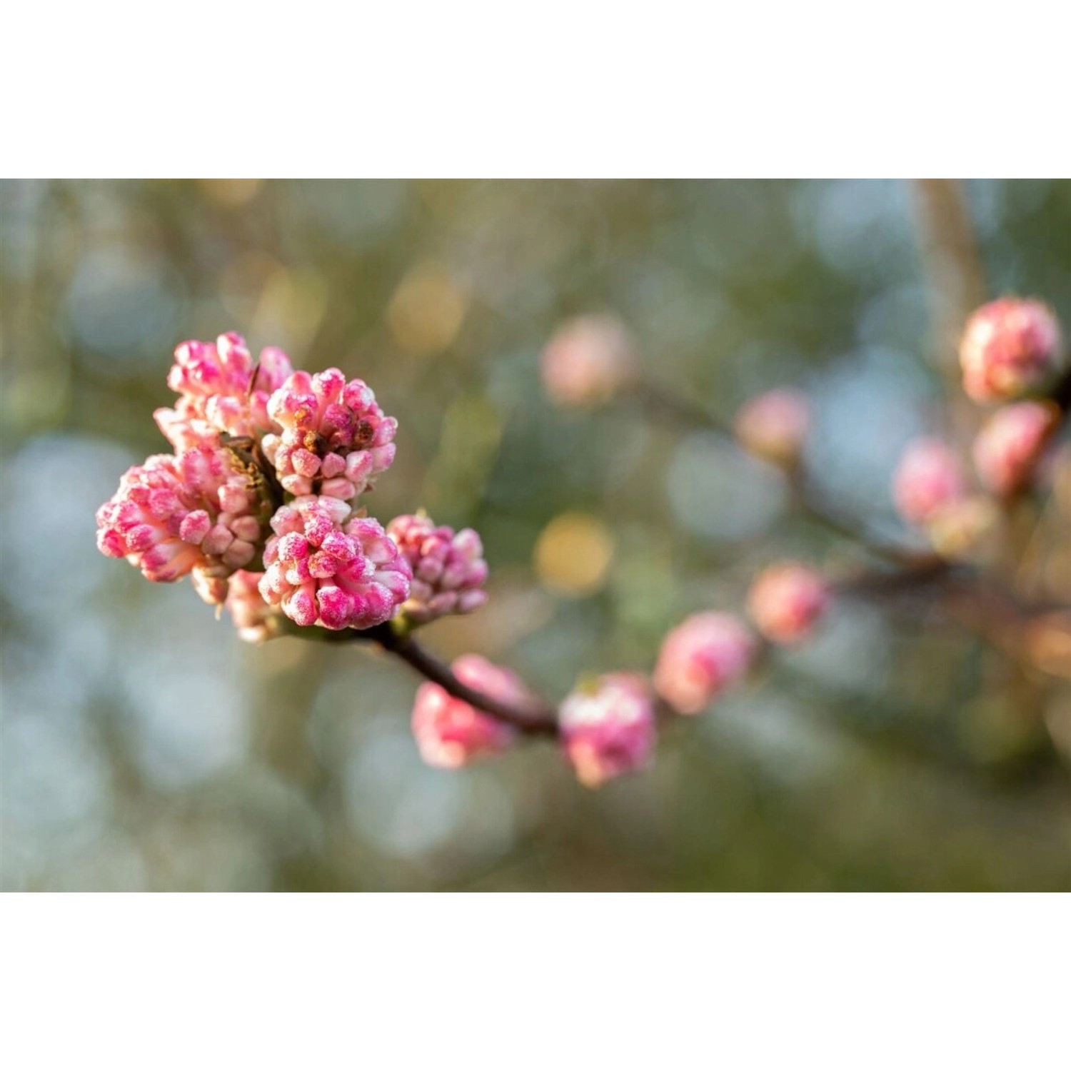 Nahaufnahme des rosa blühenden Duft-Schneeballs Viburnum Bodnantense Charles Lamont.