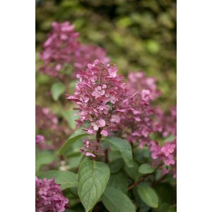 Rispenhortensie 'Wims Red' mit roten Blüten, ca. 80-100 cm hoch.