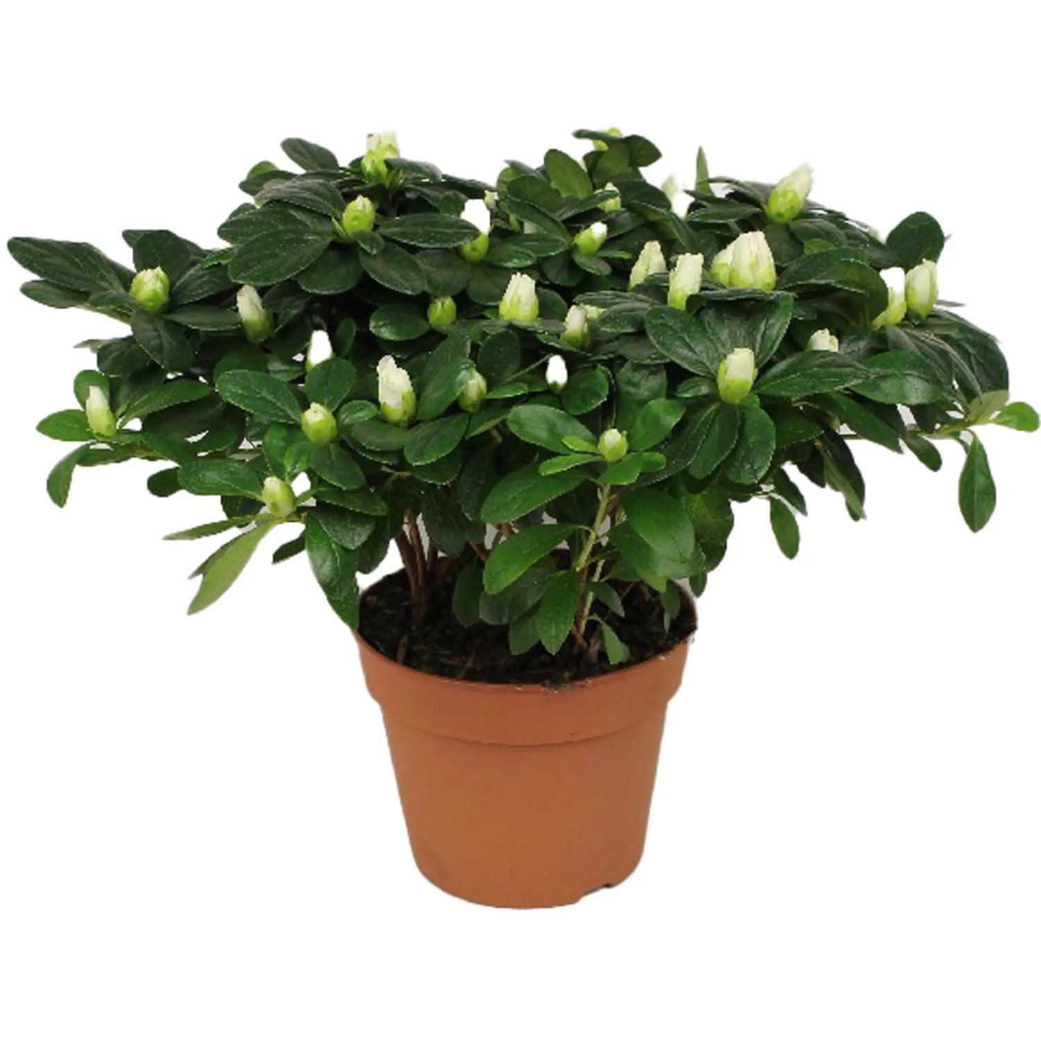 Grow By OBI Zimmer-Azalee 15 cm Topf
