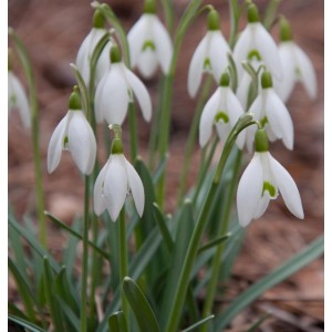 Nahaufnahme von blühenden Schneeglöckchen (Galanthus nivalis) im Garten.
