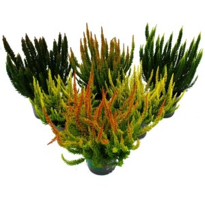 Set aus 6 grünen Besenheide (Calluna) im 11cm Topf. Winterharte Heidekraut Pflanzen in verschiedenen Grüntönen.