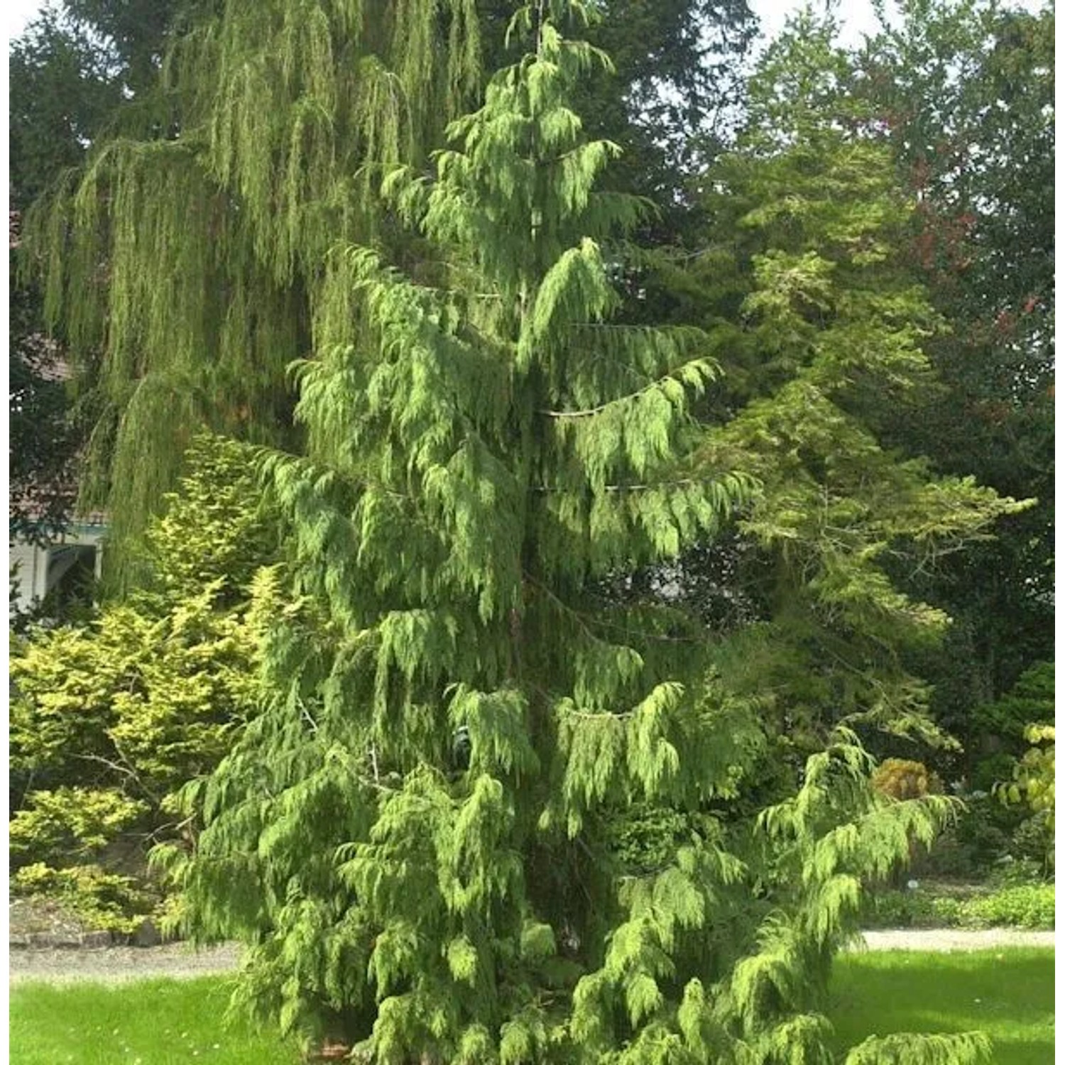 Mähnenzypresse 60-80cm - Chamaecyparis nootkatensis