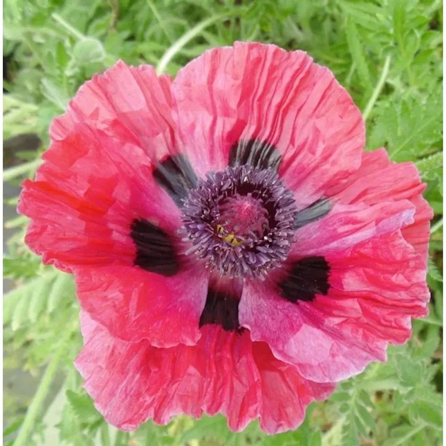 Türkischer Mohn Central Park - Papaver orientale