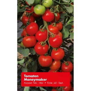 Strauchtomaten Moneymaker: Reife, rote und grüne Tomaten an der Pflanze.