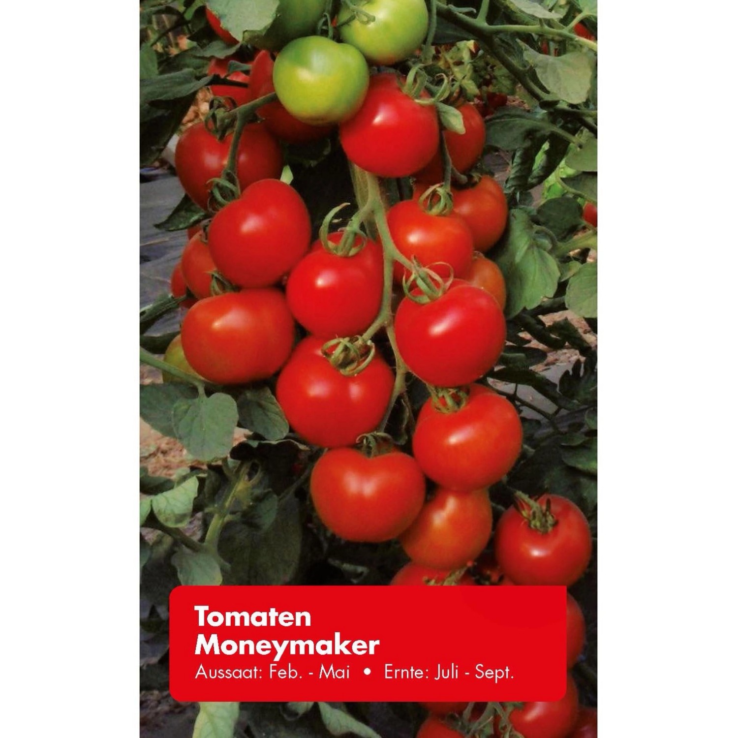 Tomate Moneymaker günstig online kaufen