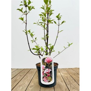 Viburnum Bodnantense Dawn im Topf, rosa Duft-Schneeball mit grünen Blättern, 40–60 cm hoch.