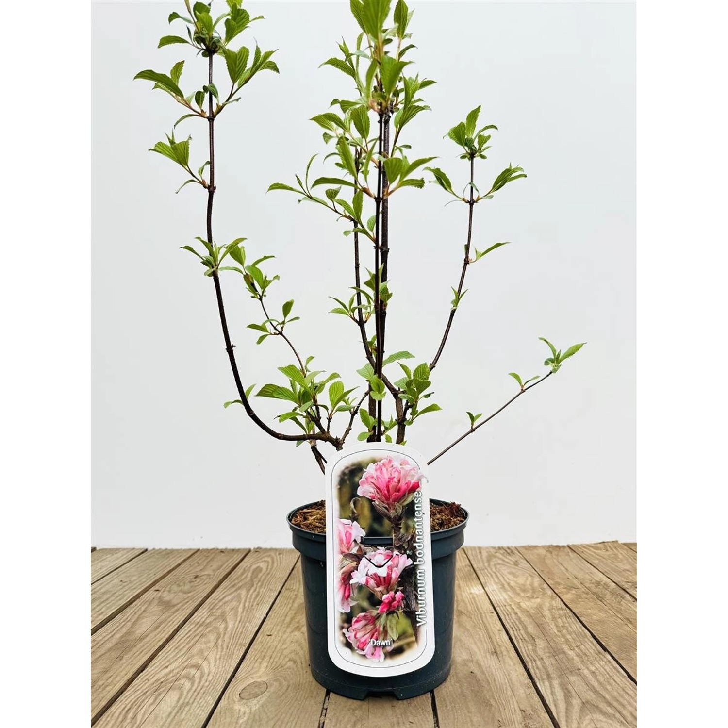 Viburnum Bodnantense Dawn Duft-Schneeball Rosa Blüten 40–60 cm günstig online kaufen