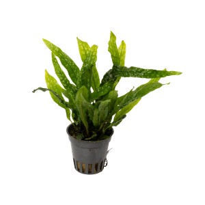 Stoffels Aquariumpflanze Microsorum pteropus Green Gnome im Topf, dunkelgrüne Blätter.