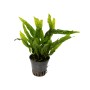 Stoffels Aquariumpflanze Microsorum pteropus Green Gnome im Topf, dunkelgrüne Blätter.