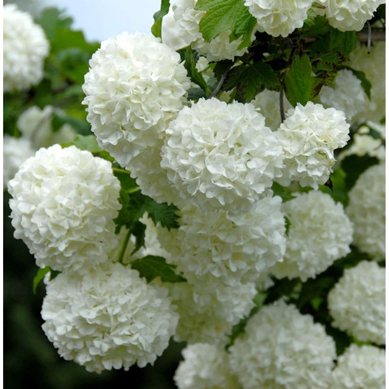 Echter Schneeball 125-150cm - Viburnum opulus Roseum günstig online kaufen