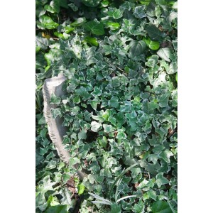 Grün-weißer Hedera Helix Glacier Efeu (60–80 cm) als Kletterpflanze oder Bodendecker.