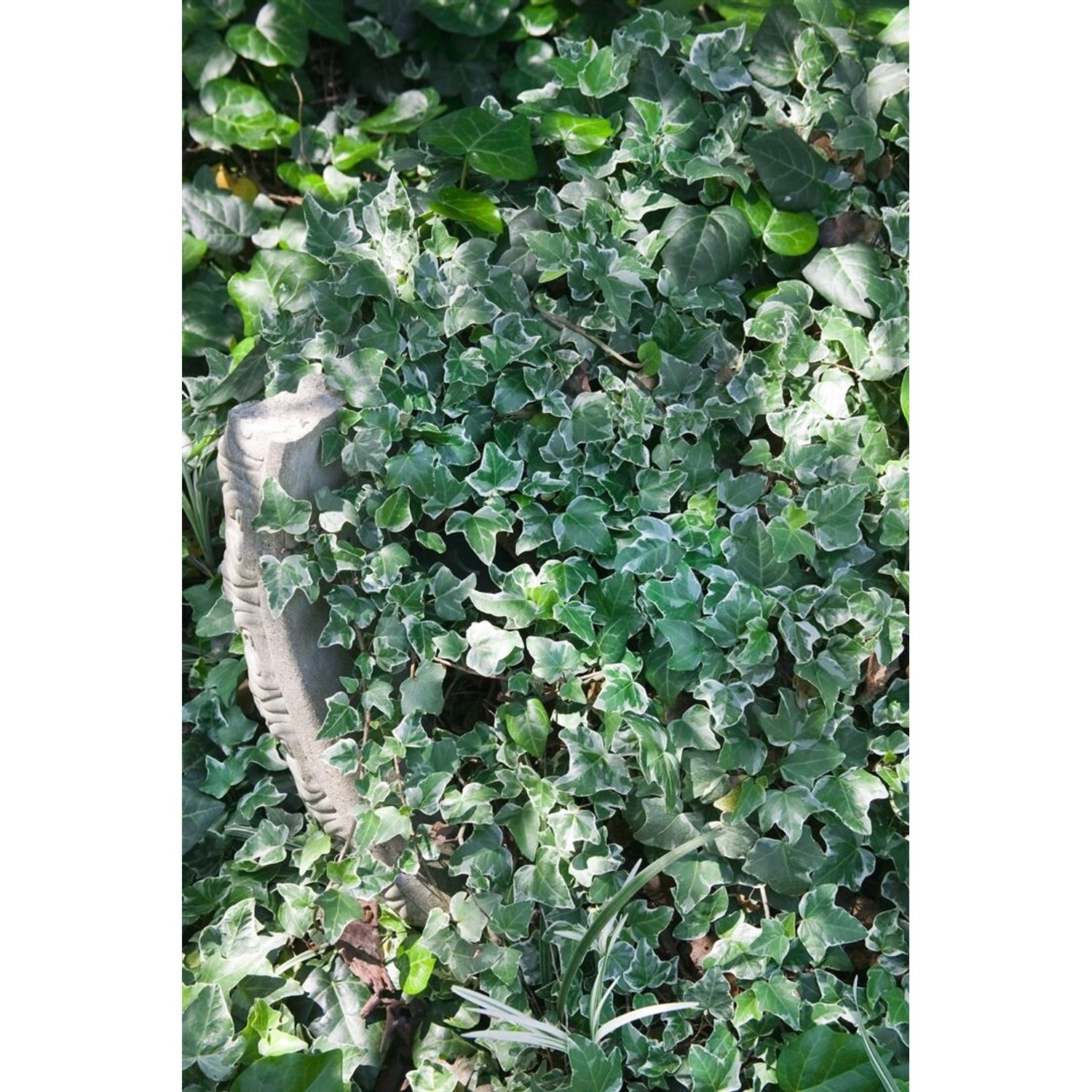 Hedera Helix Glacier Efeu Grün-Weiß 60–80 cm günstig online kaufen