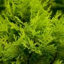Helle, grüne Chamaecyparis lawsoniana 'Stardust' Heckenpflanze, 15-20 cm hoch.
