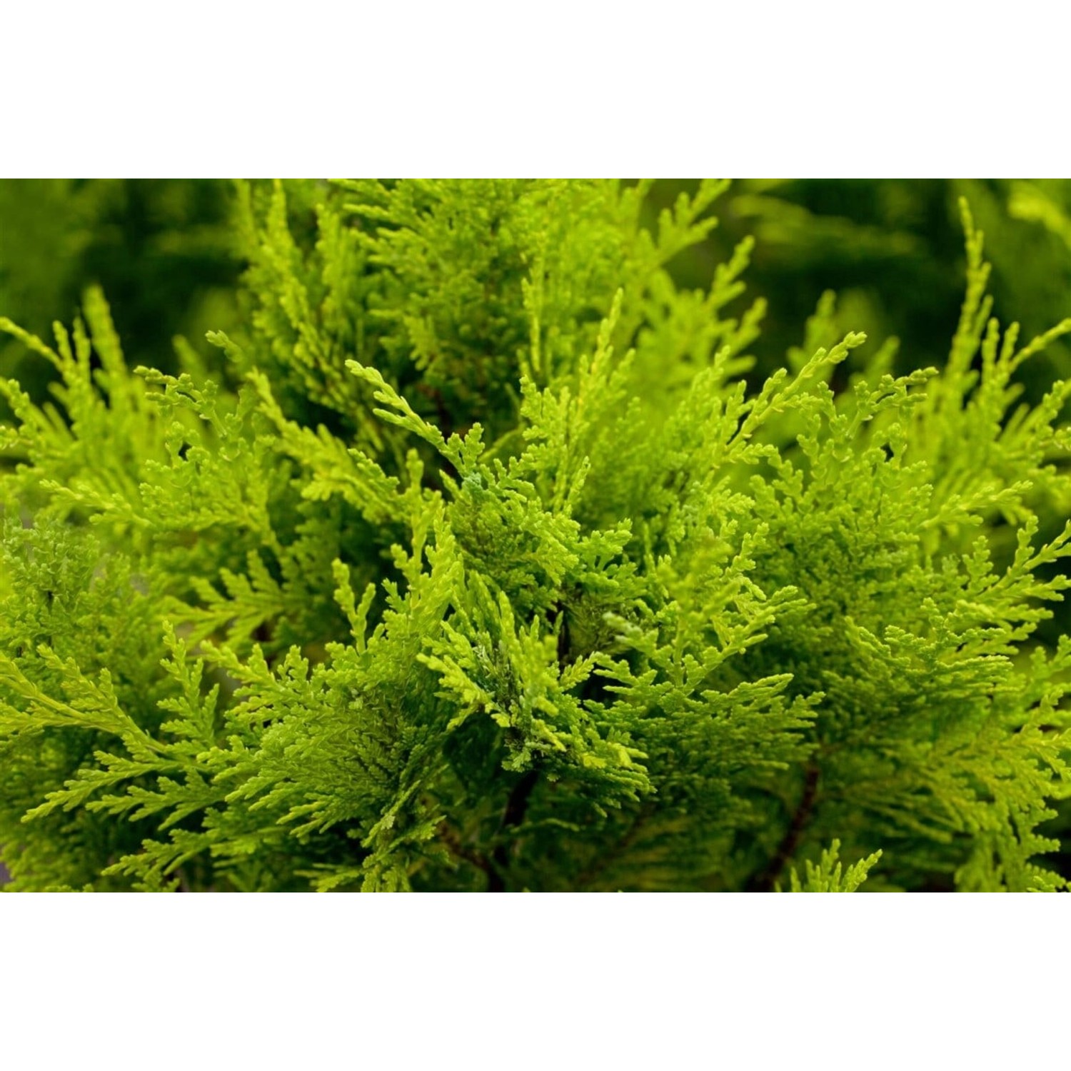 Chamaecyparis lawsoniana 'Stardust' 15-20 cm günstig online kaufen