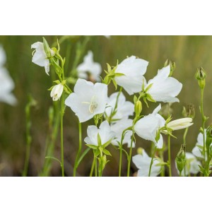 Nahaufnahme der weißen Blüten der Pfirsichblättrigen Glockenblume (Campanula persicifolia) im Topf.