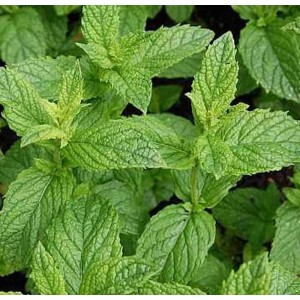 Nahaufnahme der grünen Blätter der Marokkanischen Minze (Mentha spicata), eine aromatische Staude.