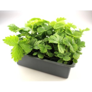 Erdbeerpflanzen in 6er Schale. Junge Erdbeeren (Fragaria x ana) mit grünen Blättern in einer schwarzen Schale.