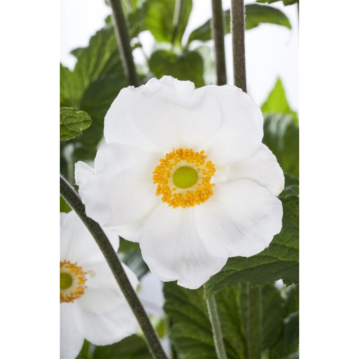 Anemone Sylvestris Großes Windröschen Ca. 9x9 cm Topf günstig online kaufen