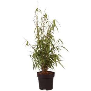 Gartenbambus Asian Wonder im Topf, ca. 30cm hoch. Ideal für Hecken, pflegeleicht und frosthart.