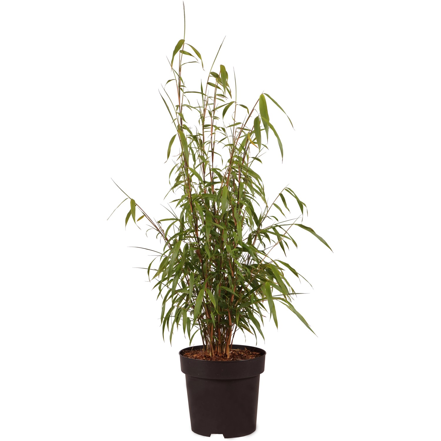 Gartenbambus "Asian Wonder" Höhe ca. 30 cm Topf ca. 2,8 l Fargesia