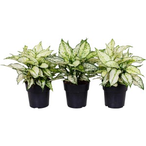 Drei GROW by OBI Kolbenfaden White Kiwi Pflanzen im Topf, Blätter weiß mit grünen Rändern.