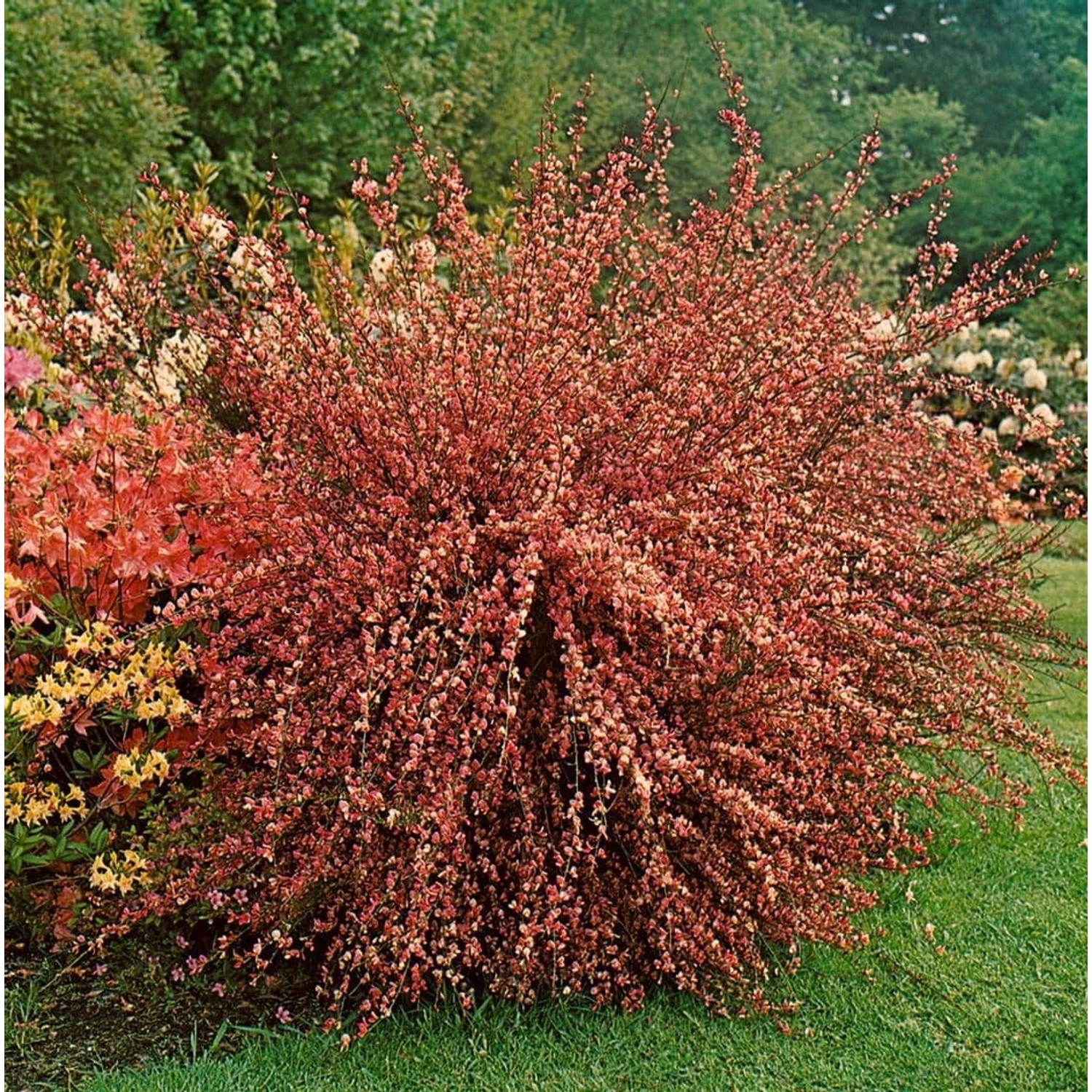 Cytisus Praecox Besenginster Hollandia 40-60 cm günstig online kaufen