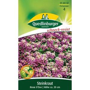 Quedlinburger Steinkraut 'Rosie O'Day' mit rosa Blüten, ideal als Bodendecker und für Steingärten.