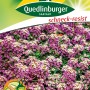 Quedlinburger Steinkraut 'Rosie O'Day' mit rosa Blüten, ideal als Bodendecker und für Steingärten.