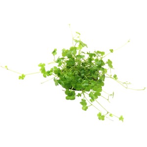 Dennerle Aquariumpflanze Hydrocotyle Tripartita In-Vitro, grüne Blätter.