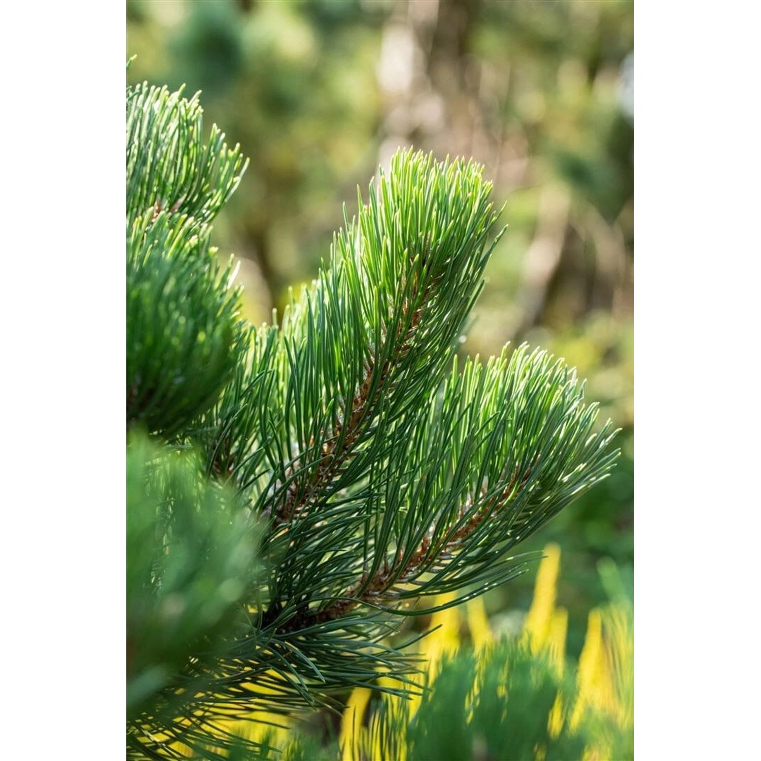 Pinus Nigra Oregon Green Schwarzkiefer Immergrün 30–40 cm günstig online kaufen