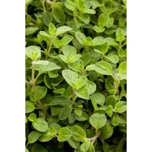 Kompakter Oregano (Origanum Vulgare Compactum) im 11x11 cm Topf, Nahaufnahme der grünen Blätter.