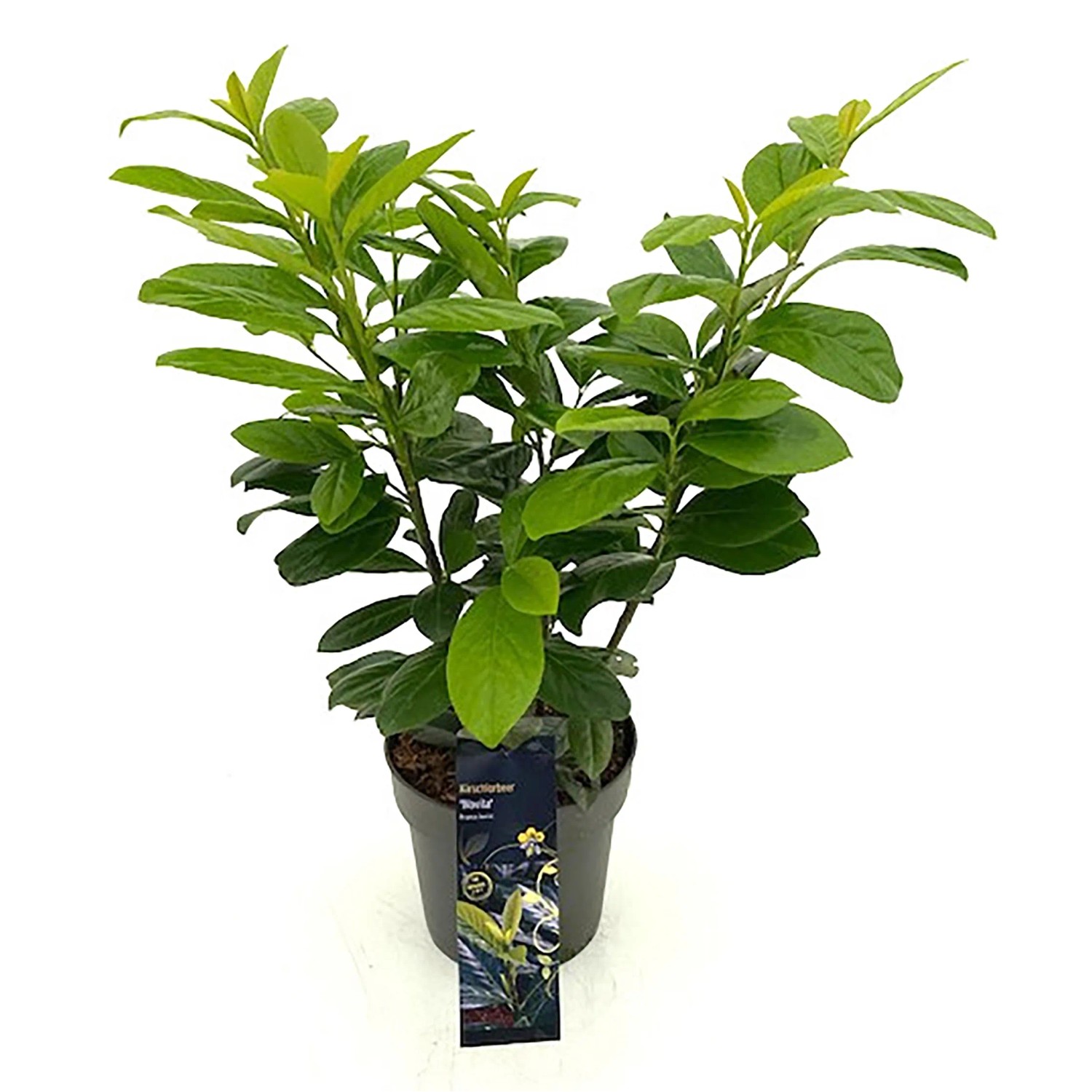 Immergrne Hecke Kirschlorbeer Novita 40-60 cm 4,6 l Topf kaufen bei OBI