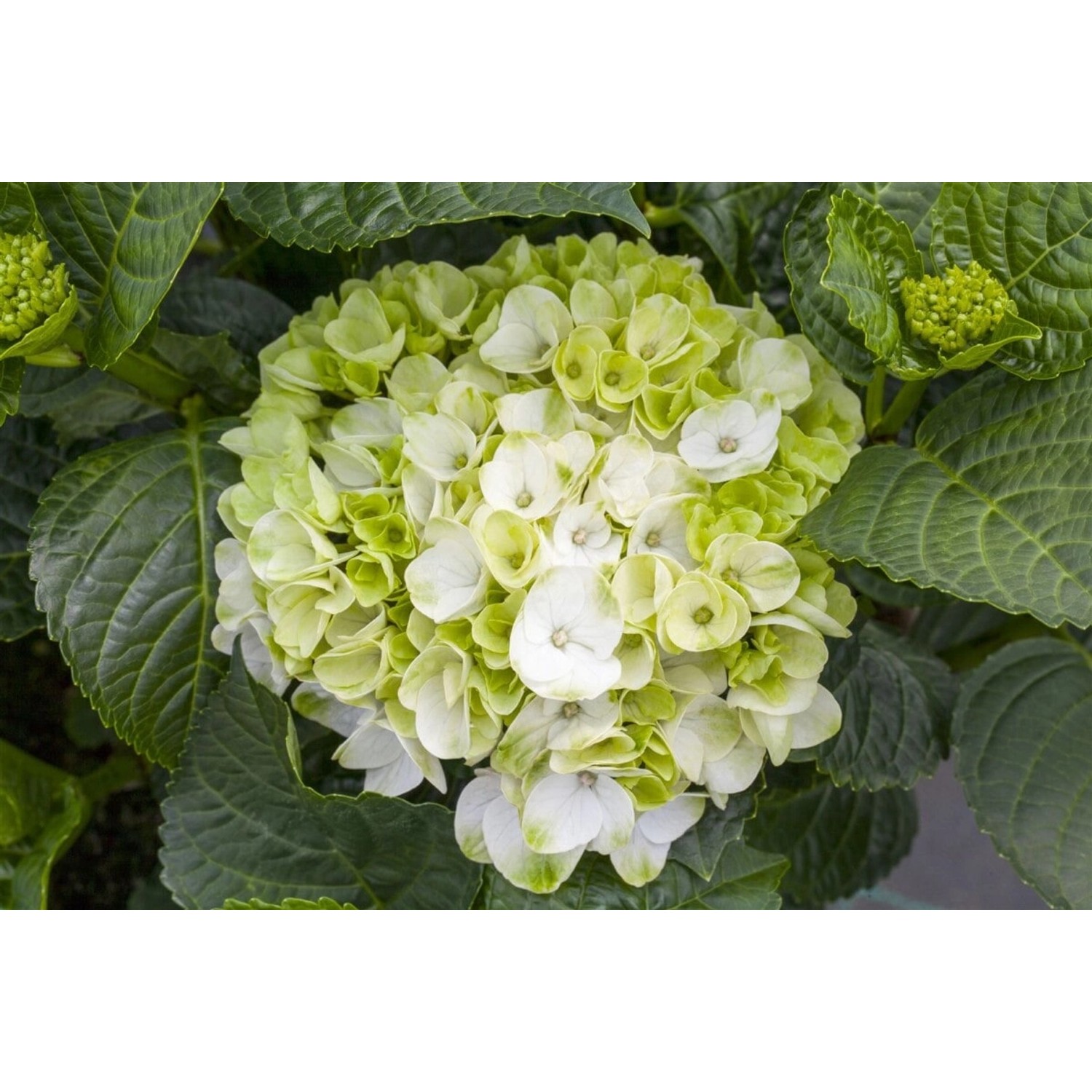 Hydrangea Mac. Hortensie Hochzeits-Hortensie 30-40 cm günstig online kaufen
