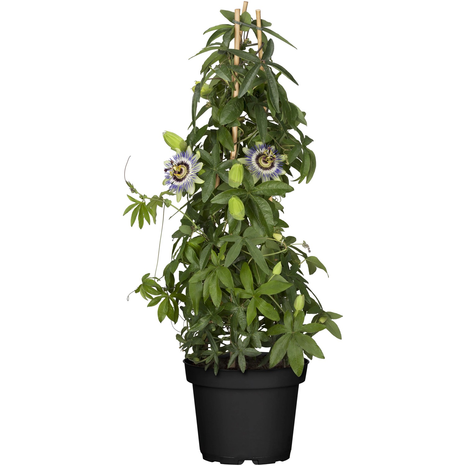 baum saatgut kaufen Bonsai Anzuchtset kaufen ➤ Handmade & Plastikfrei main image 1