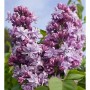 Prächtige lila-violette Blüten des Edelflieders President Poincare (Syringa vulgaris). Nahaufnahme der Sträucherblüte.