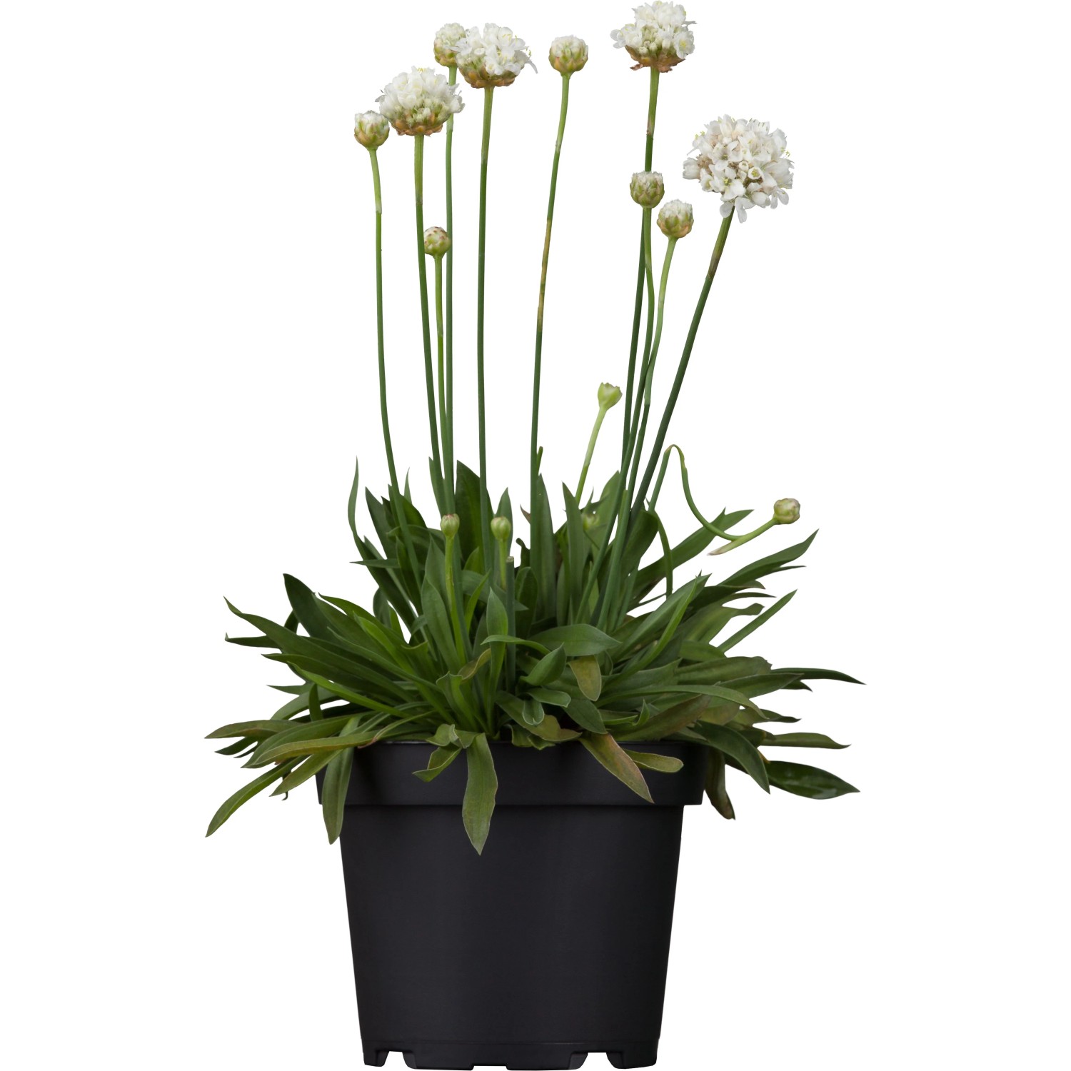 Grasnelke Dreameria Weiß im Topf, eine blühende Stehpflanze für Beet und Steingarten.