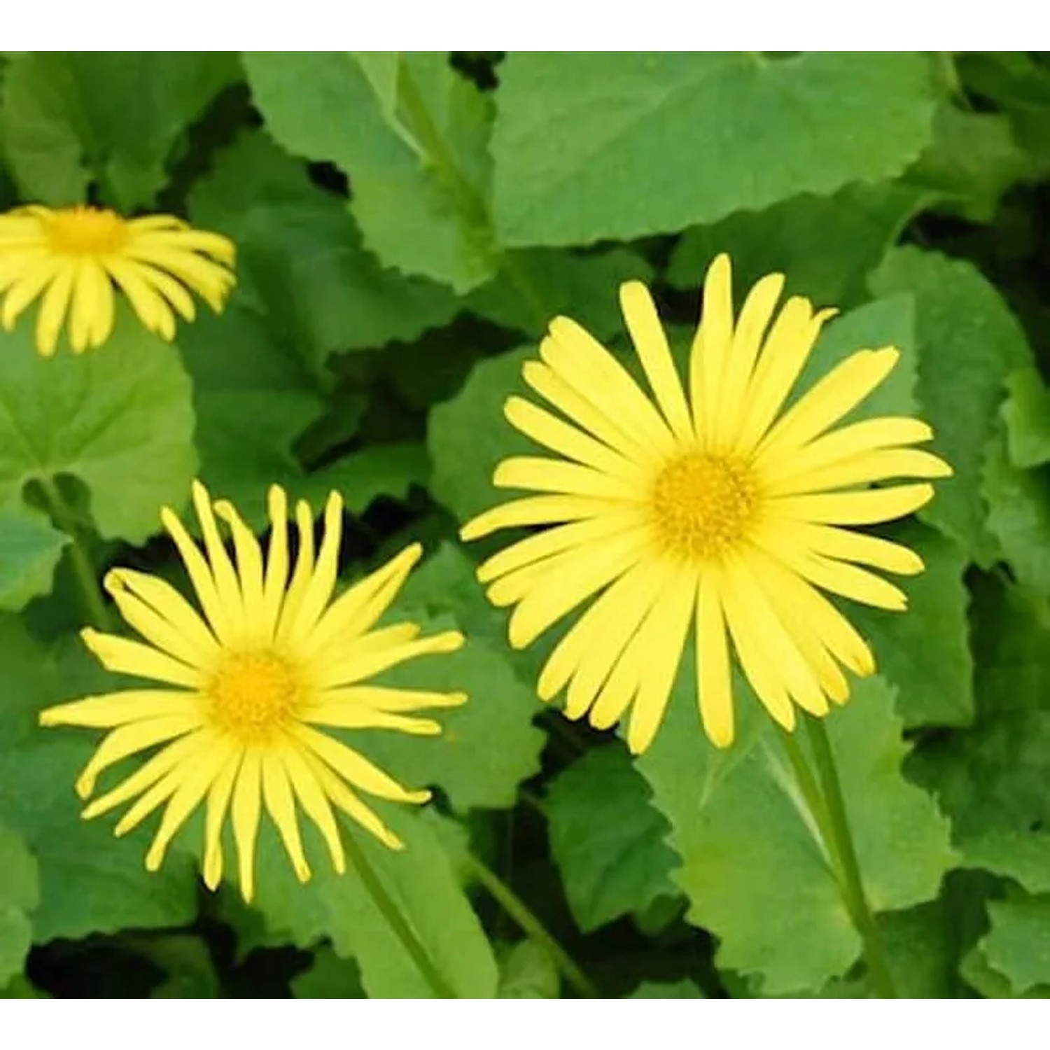 Gemswurz Magnificum - Doronicum orientale