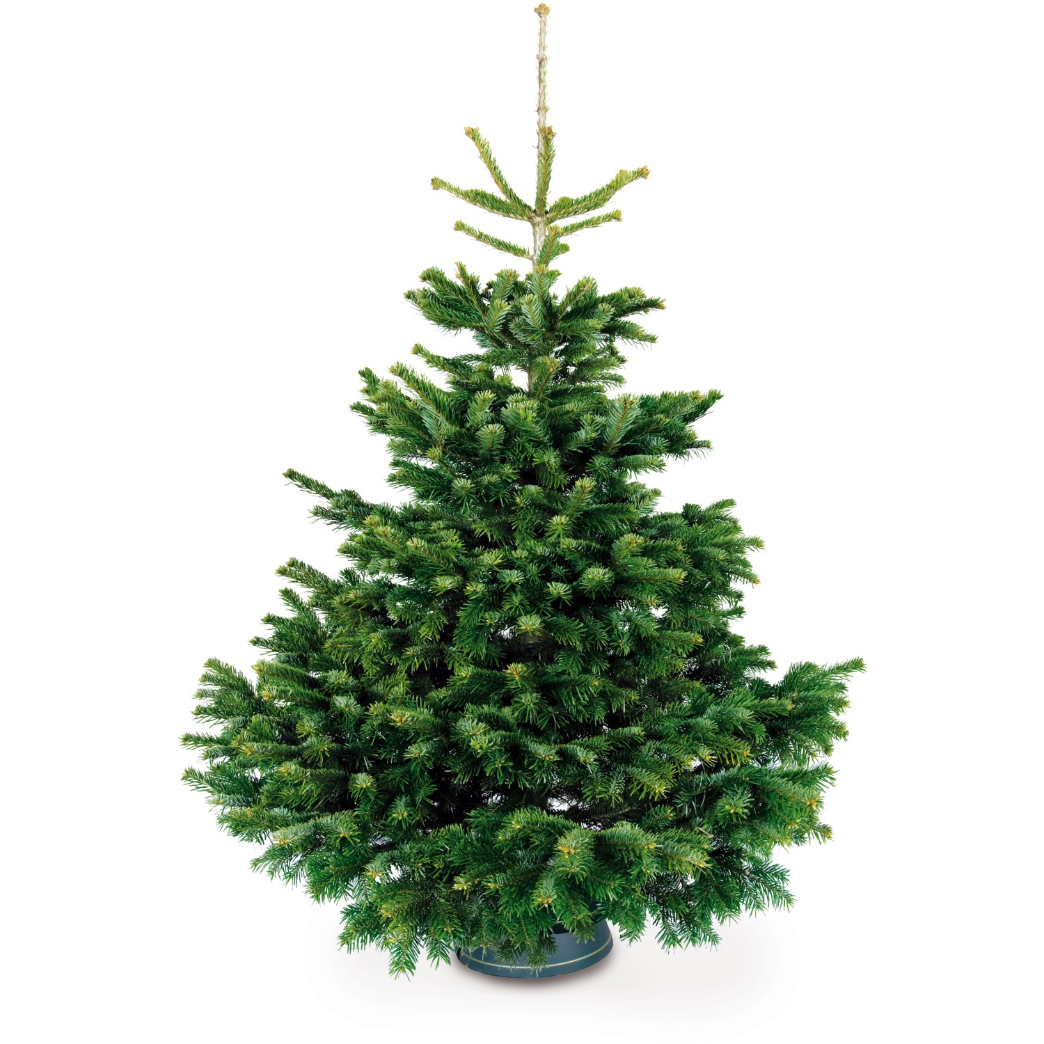 Premium Weihnachtsbaum Echte Nordmanntanne 150 - 200 cm hoch gesägt