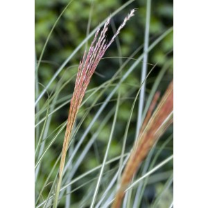 Detailaufnahme von Miscanthus Sinensis 'Kleine Silberspinne' (Chinaschilf) mit silbrigen Blütenständen und grünem Laub.