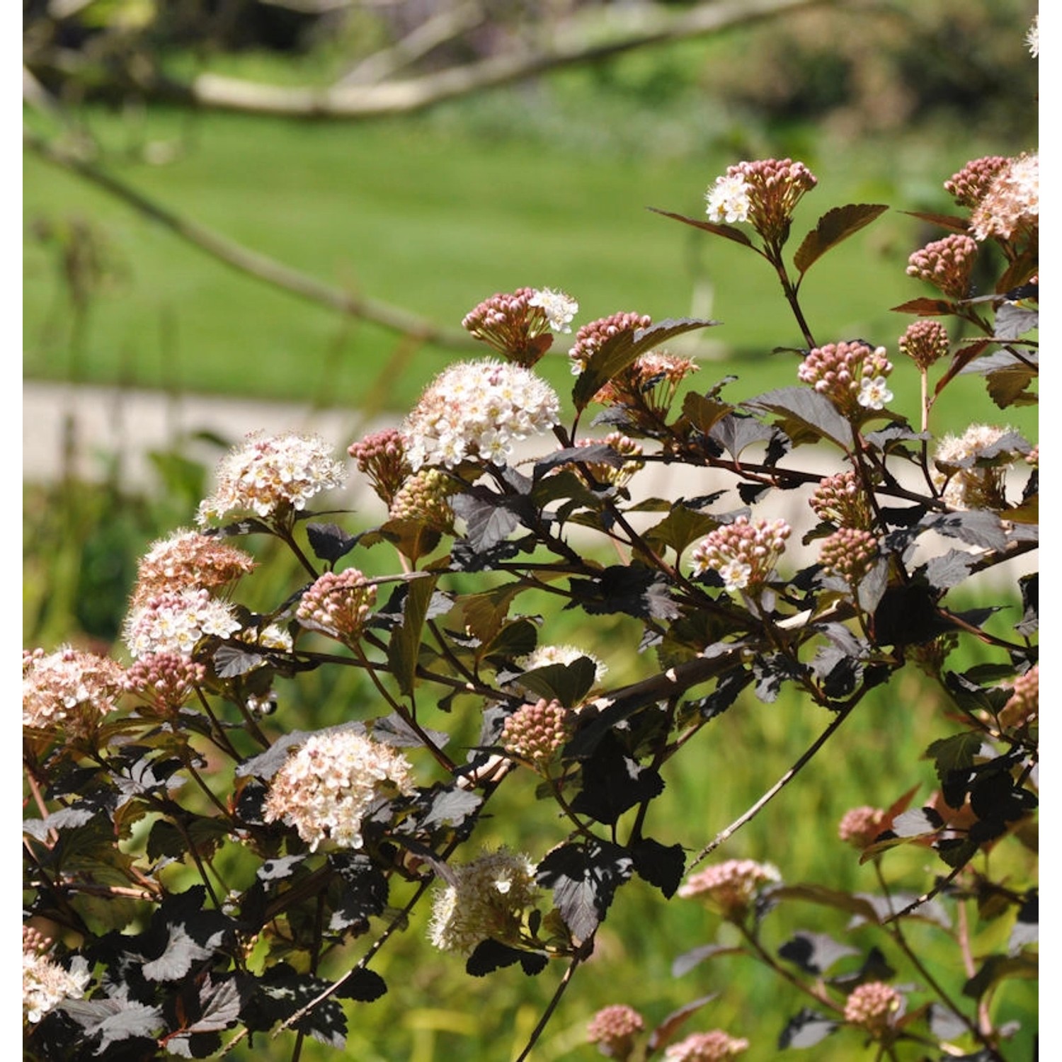 Fasanenspiere Midnight 30-40cm - Physocarpus opulifolius Midnight günstig online kaufen