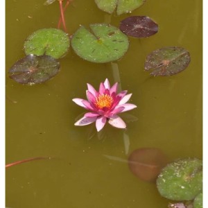 Seerose Chrysantha - Nymphaea